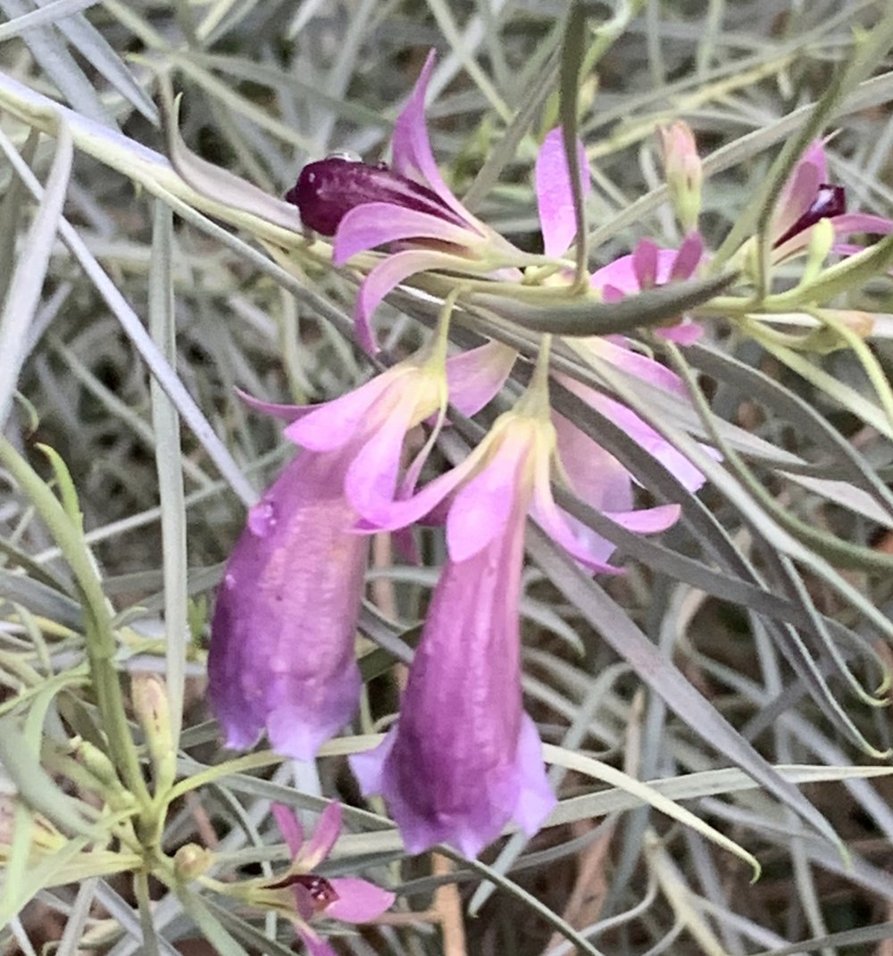 Eremophila oppositifolia purple 1.jpg