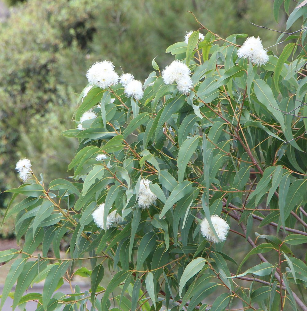Corymbia eximia nana 1.jpg