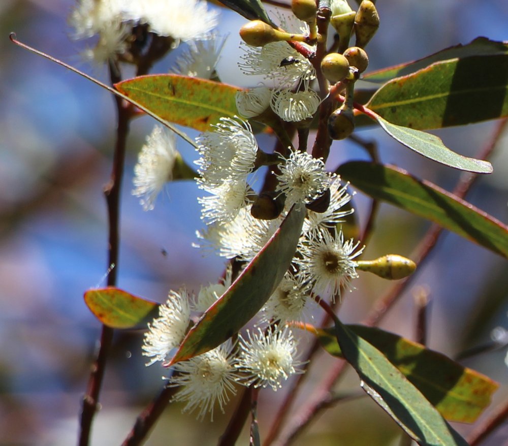 Eucalyptus albida 1.jpg