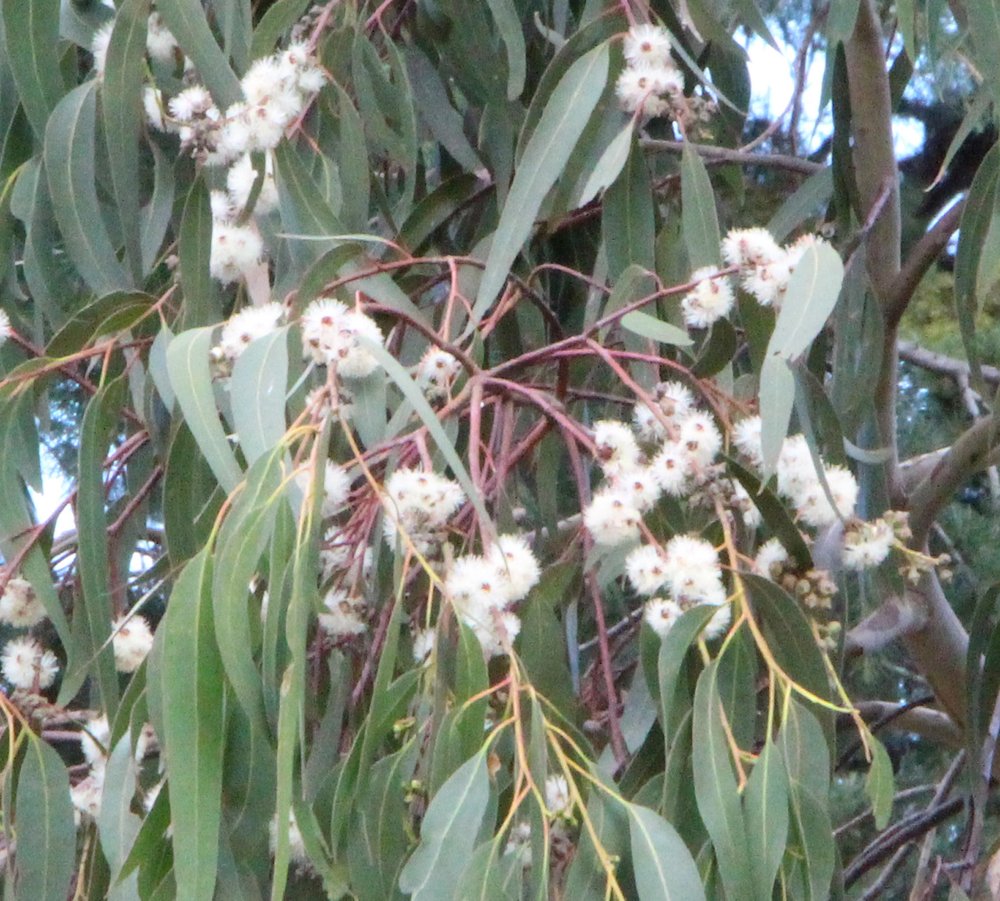 Eucalyptus globulus ssp. maidenii 2.jpg