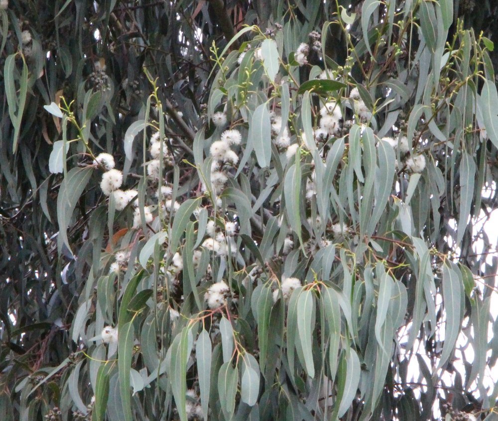 Eucalyptus globulus ssp. maidenii 4.jpg