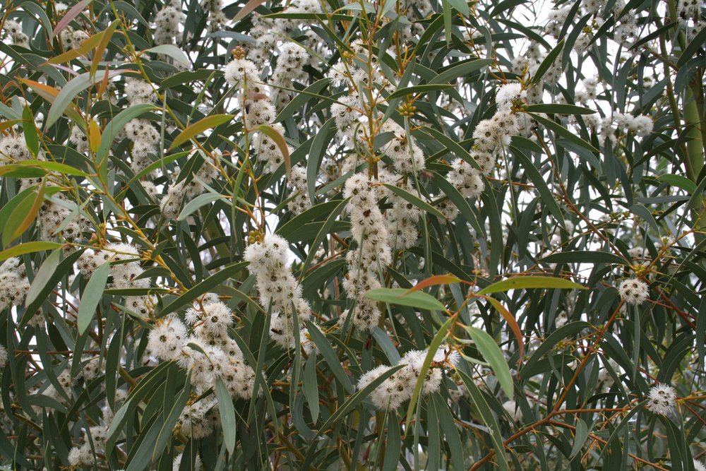 Eucalyptus gregsoniana flowers.jpg