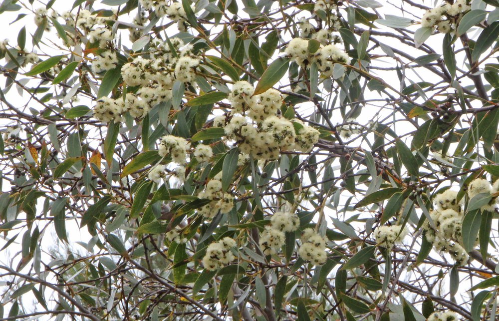 Eucalyptus luehmanniana 3.jpg