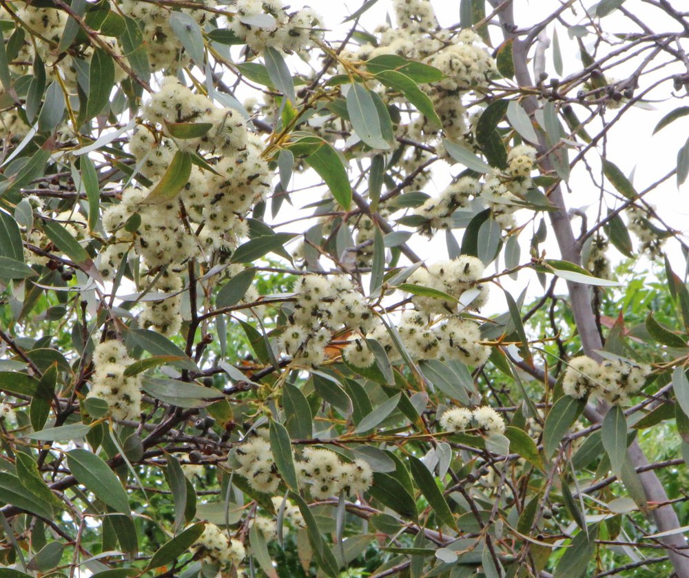 Eucalyptus luehmanniana 2.jpg