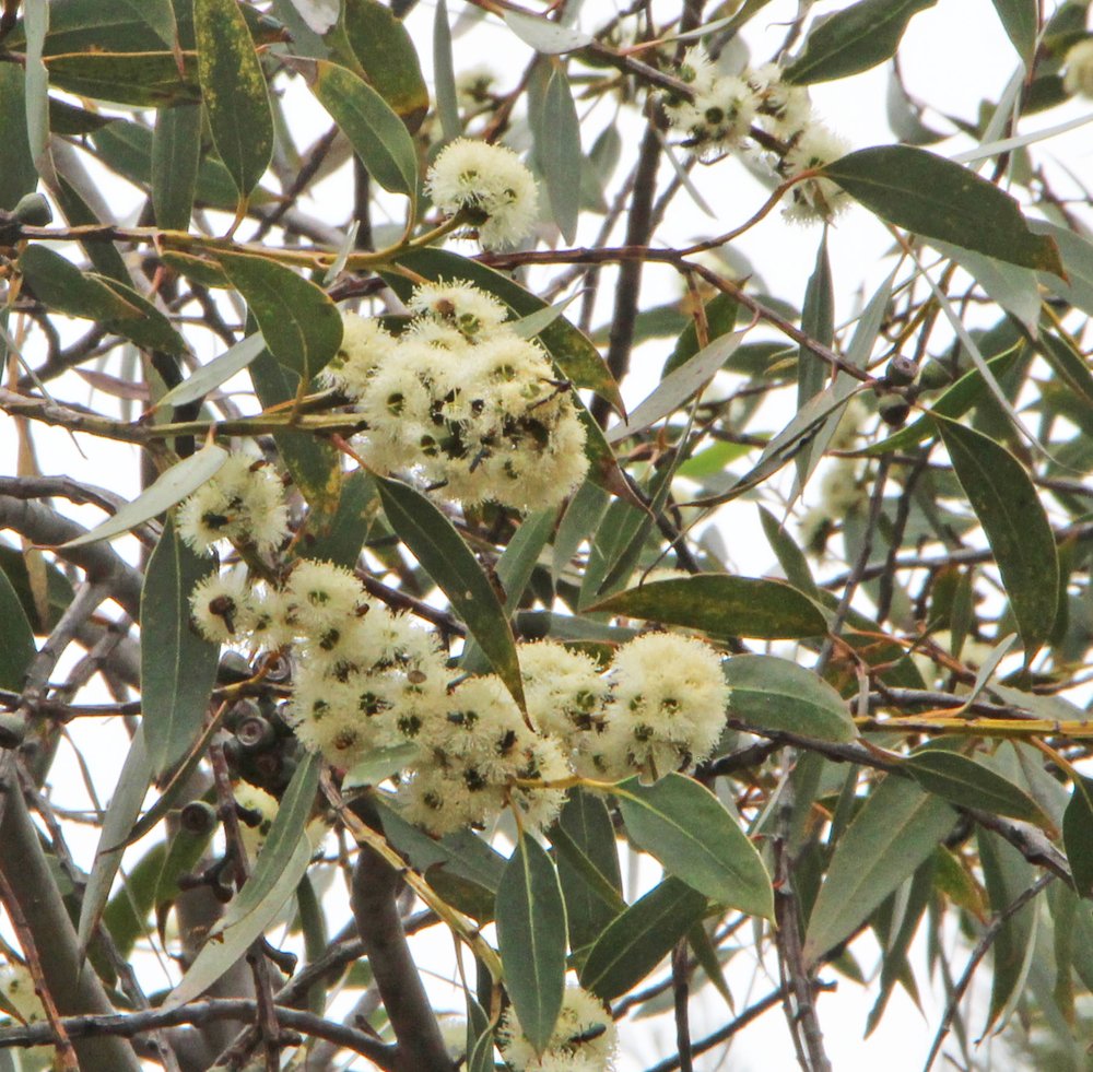 Eucalyptus luehmanniana 1.jpg