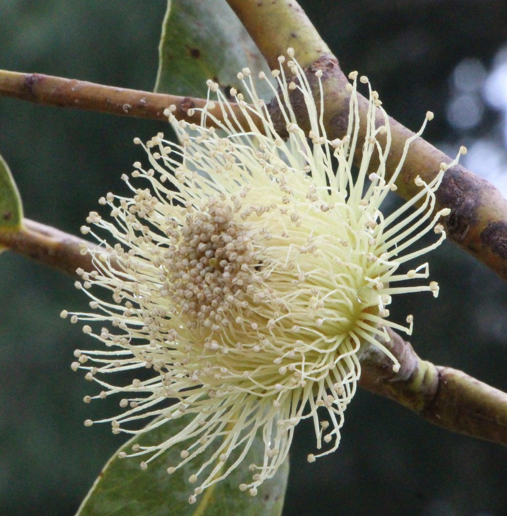 Eucalyptus ‘Nullarbor Lime’ 4.jpg
