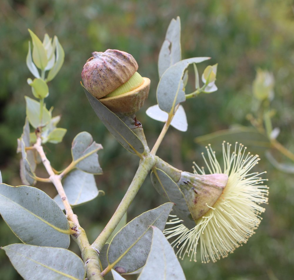 Eucalyptus ‘Nullarbor Lime’2.jpg