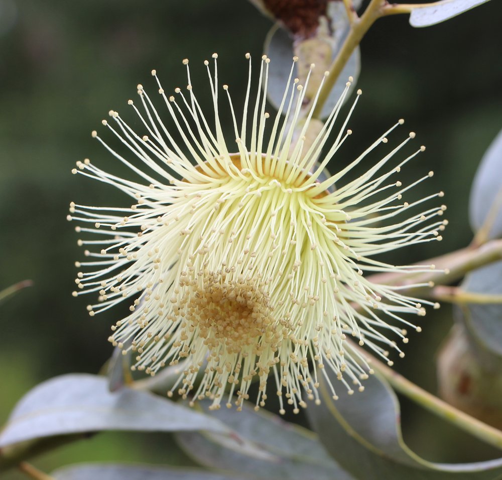 Eucalyptus ‘Nullarbor Lime’.jpg