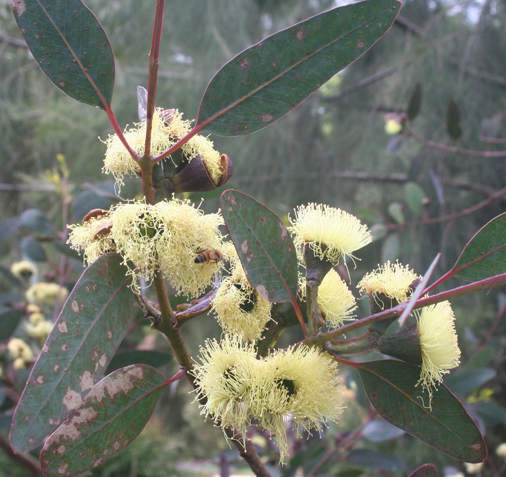 Eucalyptus preissiana flowers 2.jpg