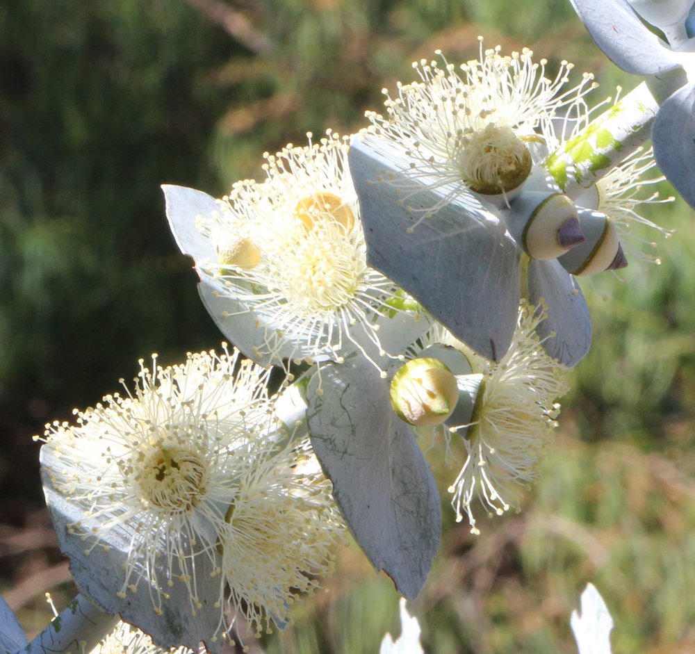 Eucalyptus pulverulenta 'Baby Blue' 2.jpg