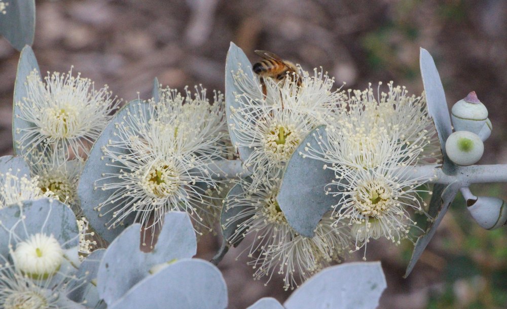 Eucalyptus pulverulenta 'Baby Blue'4.jpg