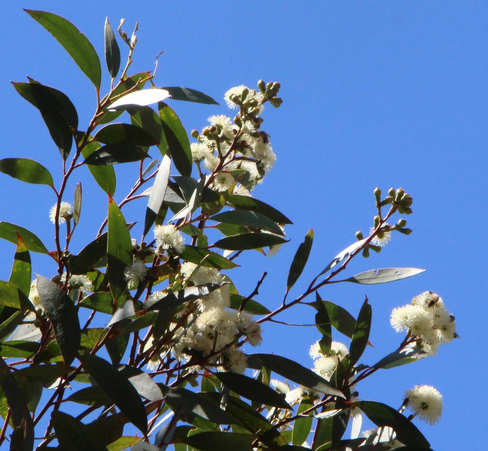Eucalyptus stricta 4.jpg