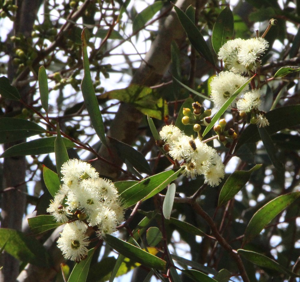Eucalyptus stricta 3.jpg