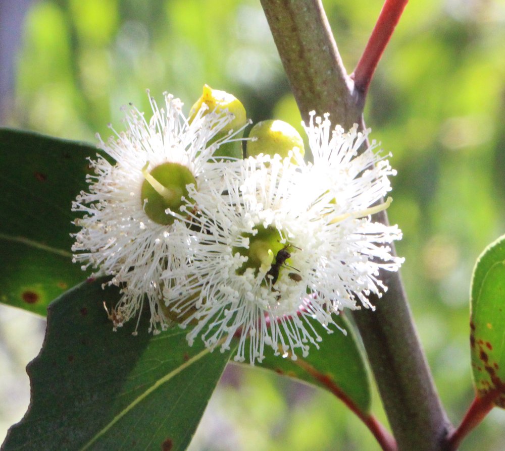 Eucalyptus stricta 2.jpg