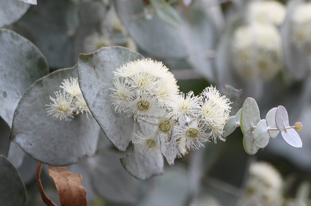 Eucalyptus risdonii 3.jpg