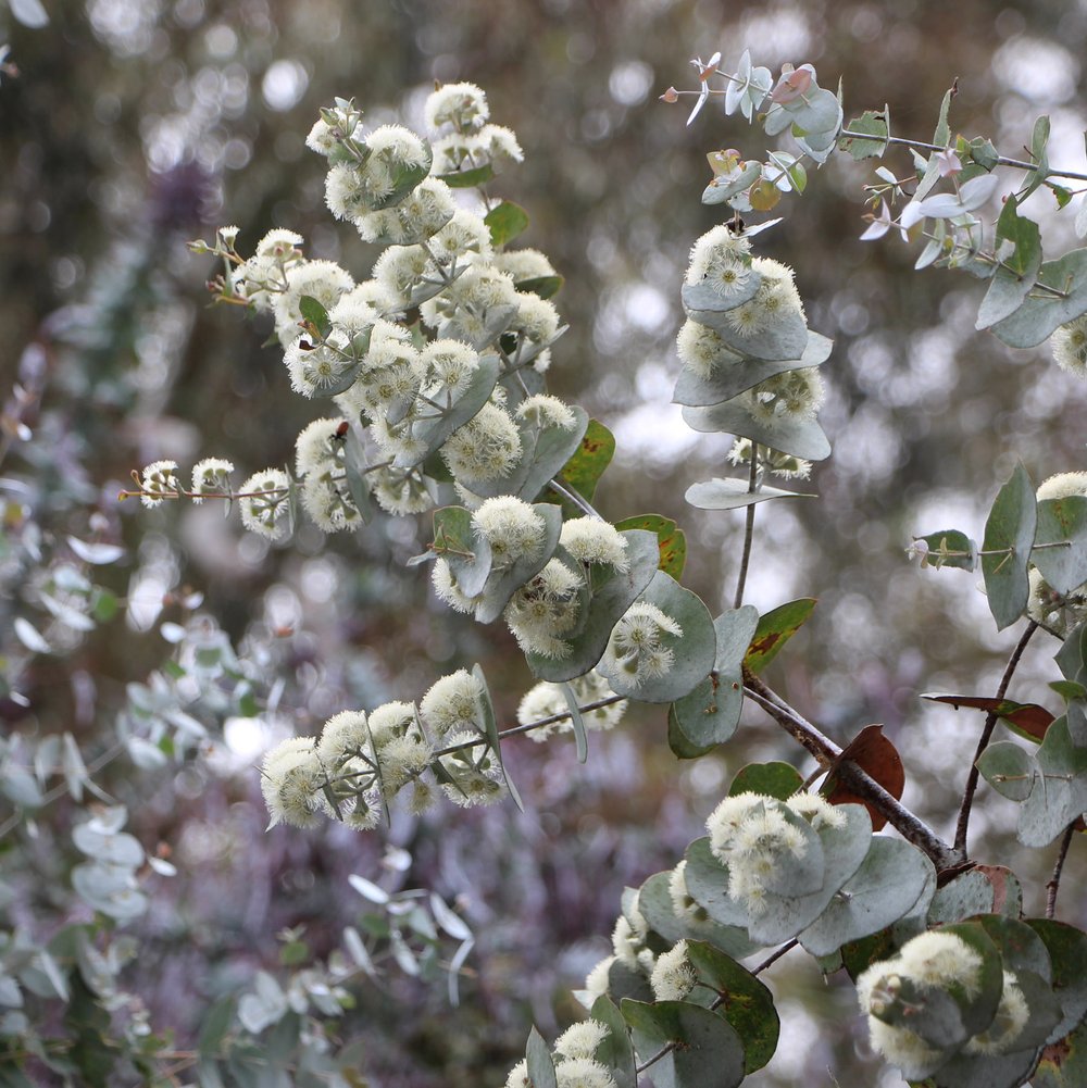 Eucalyptus risdonii 4.jpg