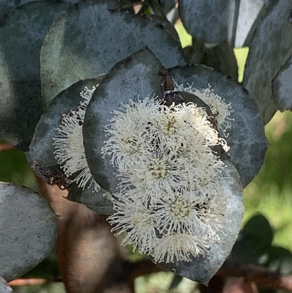 Eucalyptus risdonii 1.jpg