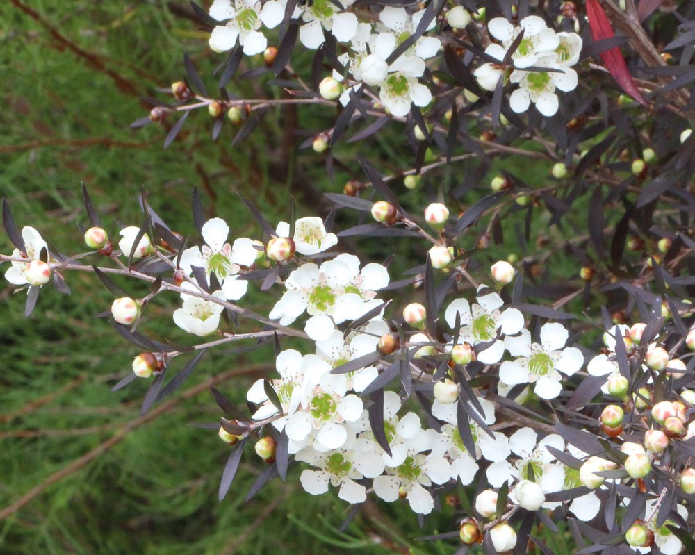 Leptospermum ‘Burgundy’ 5.jpg