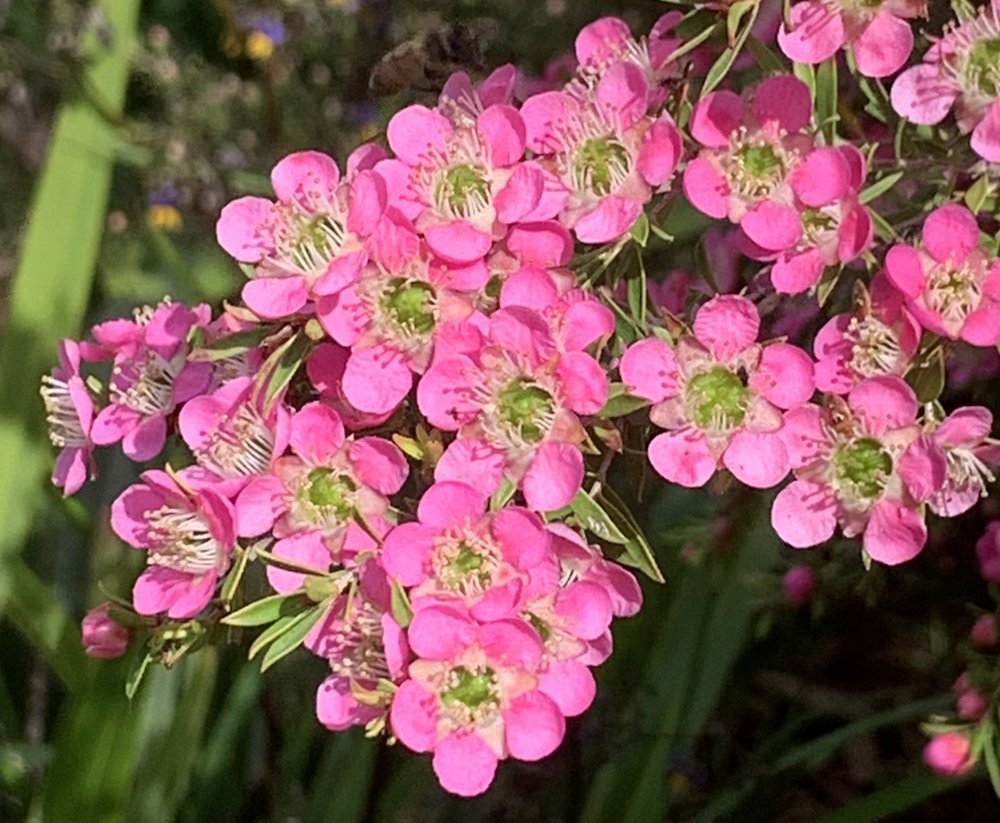 Leptospermum 'Tickled Pink' 6.jpg
