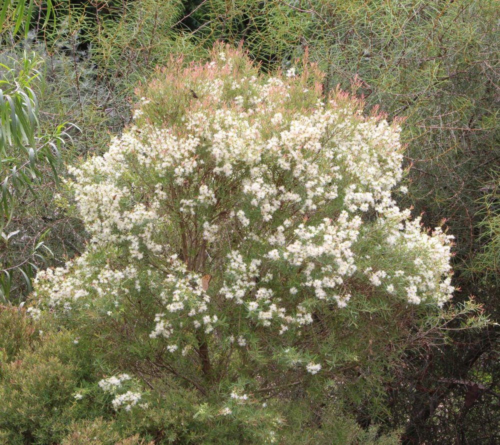 Melaleuca linarifolia ‘Claret Tops’ 5.jpg