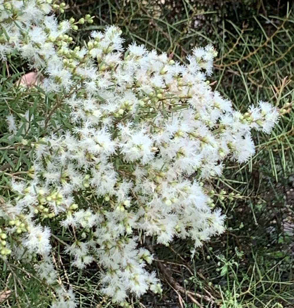 Melaleuca linariifolia ‘Claret Tops’3.jpg