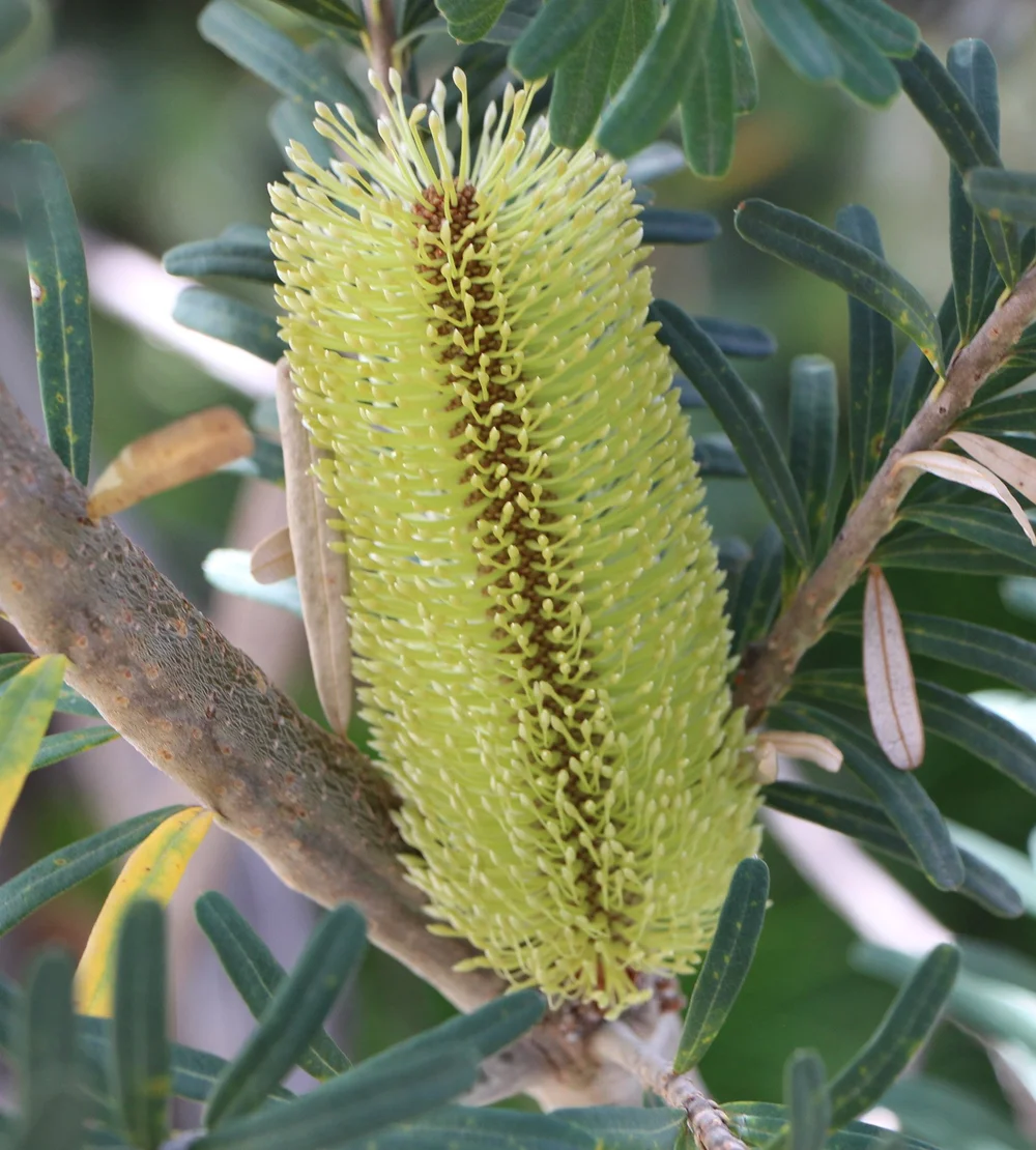 Banksia marginata 2.jpg