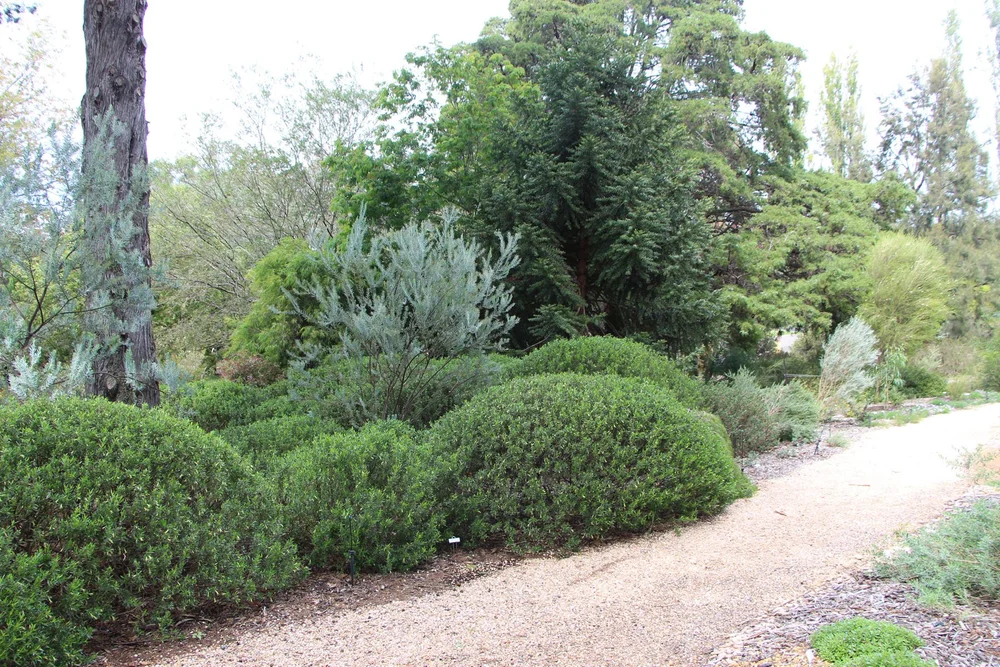Correa glabra Winter Glow plants.jpg