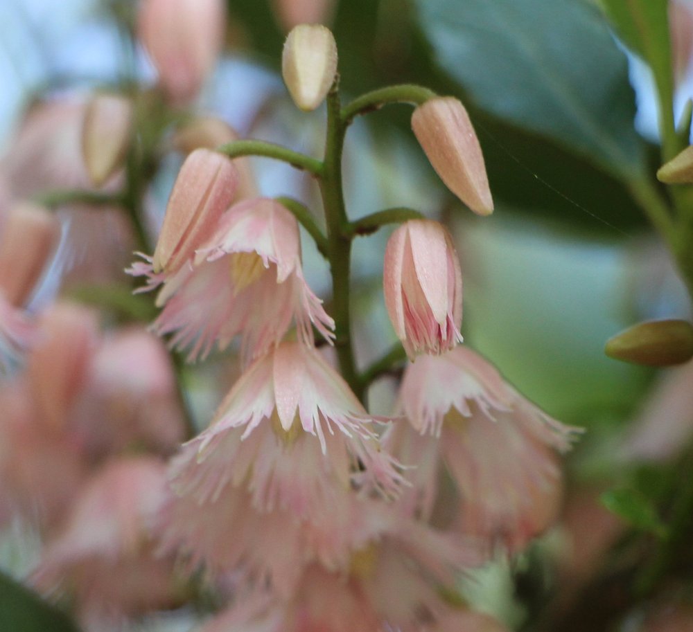 Eleaocarpus reticulatus 2 .jpg