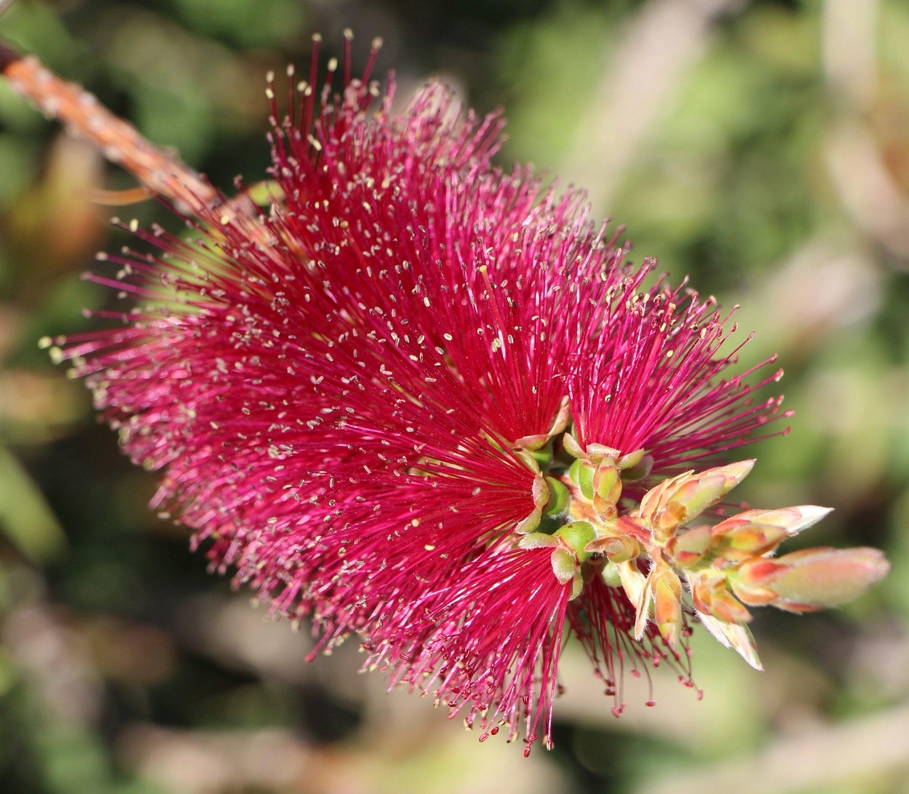 Callistemon 'Burgundy Jack' 2.jpg