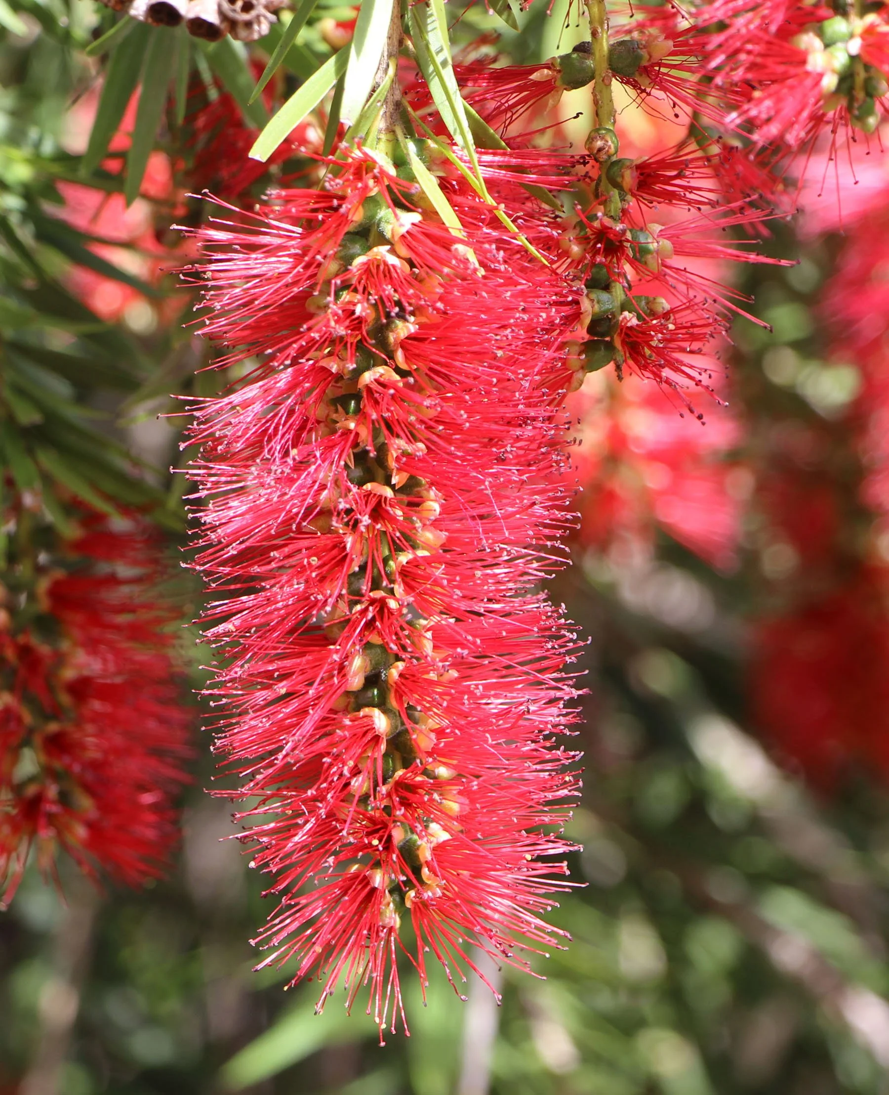 Callistemon viminalis ‘Hannah Ray’1.jpg