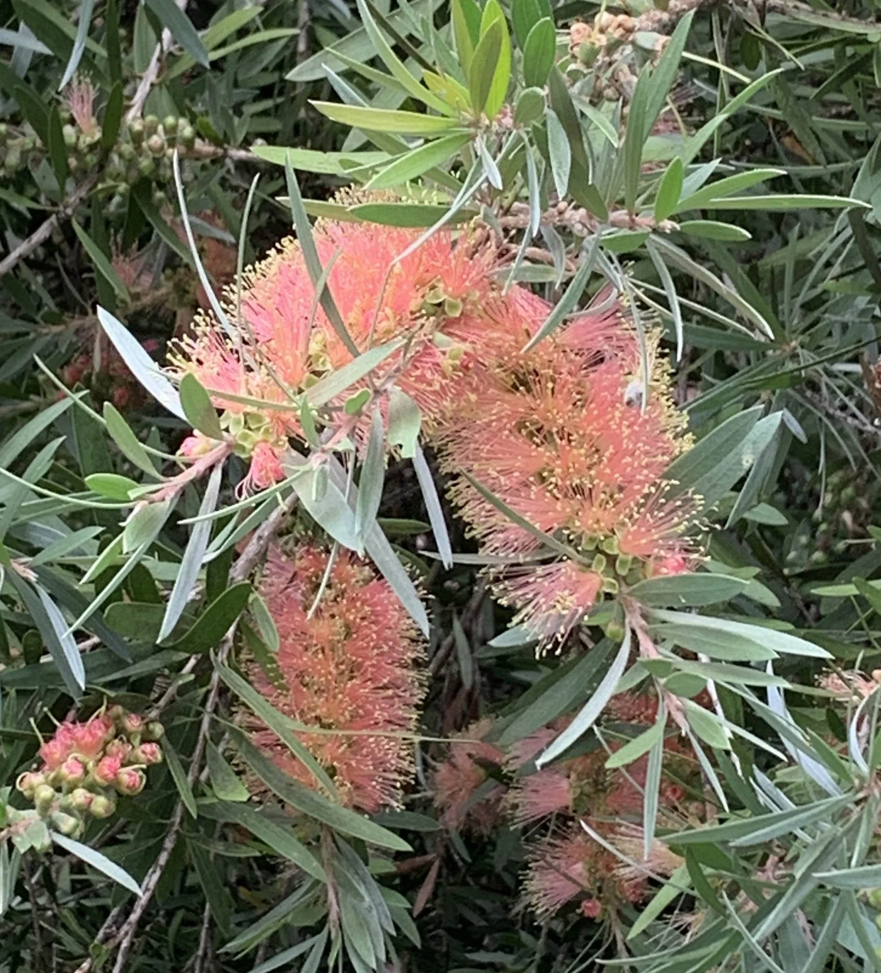 Callistemon Pink Champagne 2.jpg