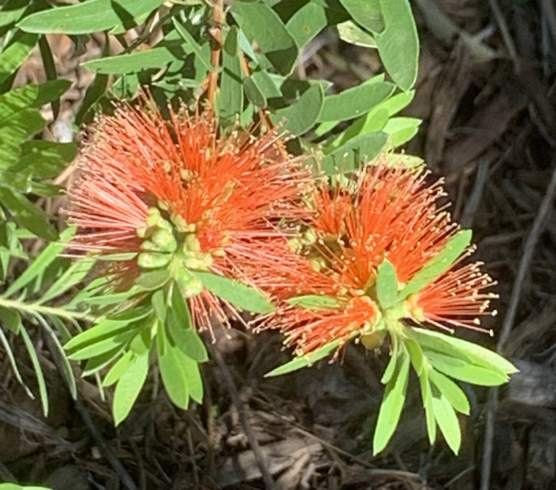 Callistemon 'Tangerine Dream' 2.jpg