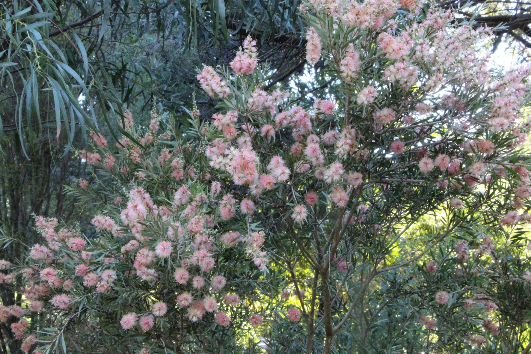 Callistemon 'Sugar Candy' 7.jpg