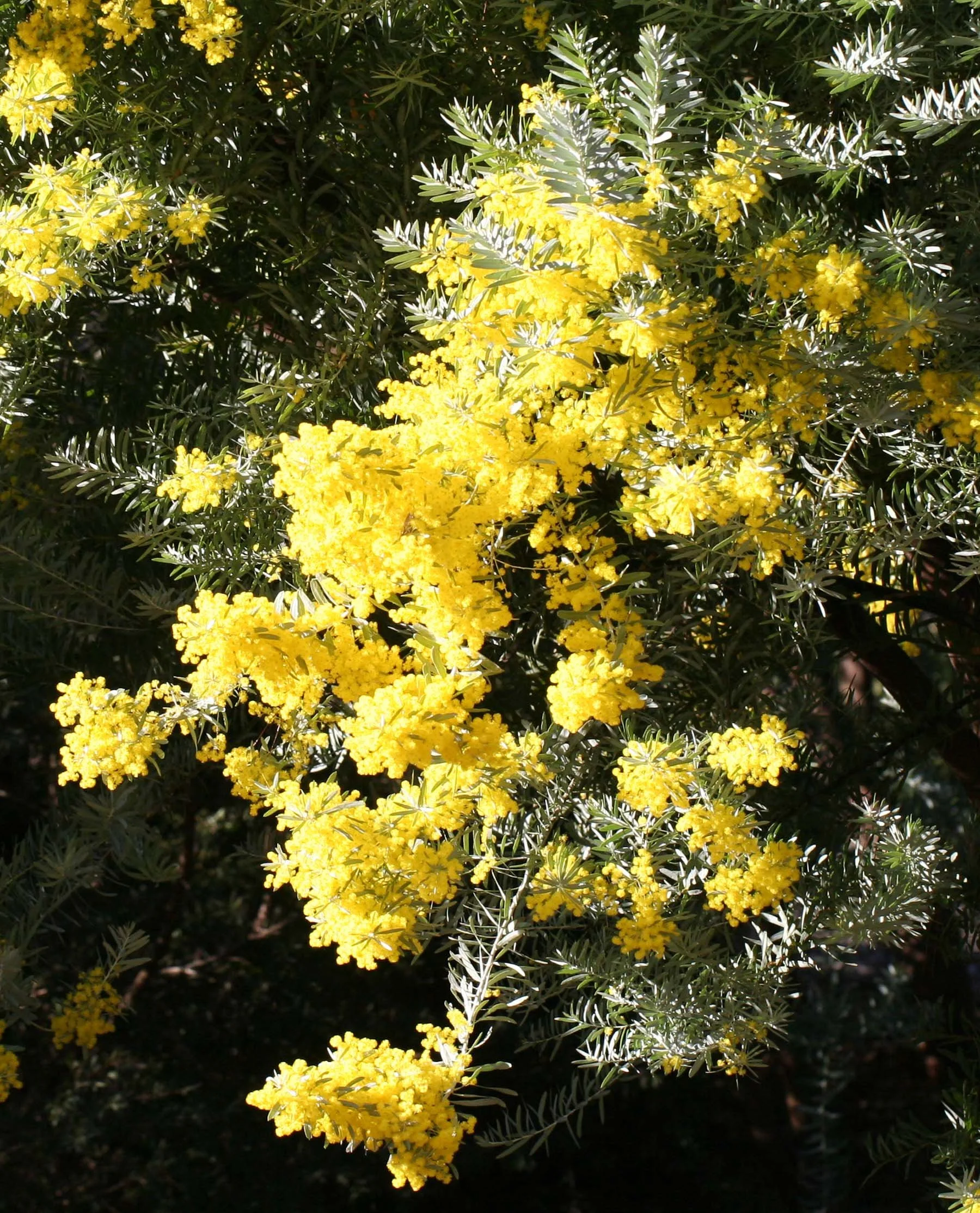 acacia covenyi 2.jpg