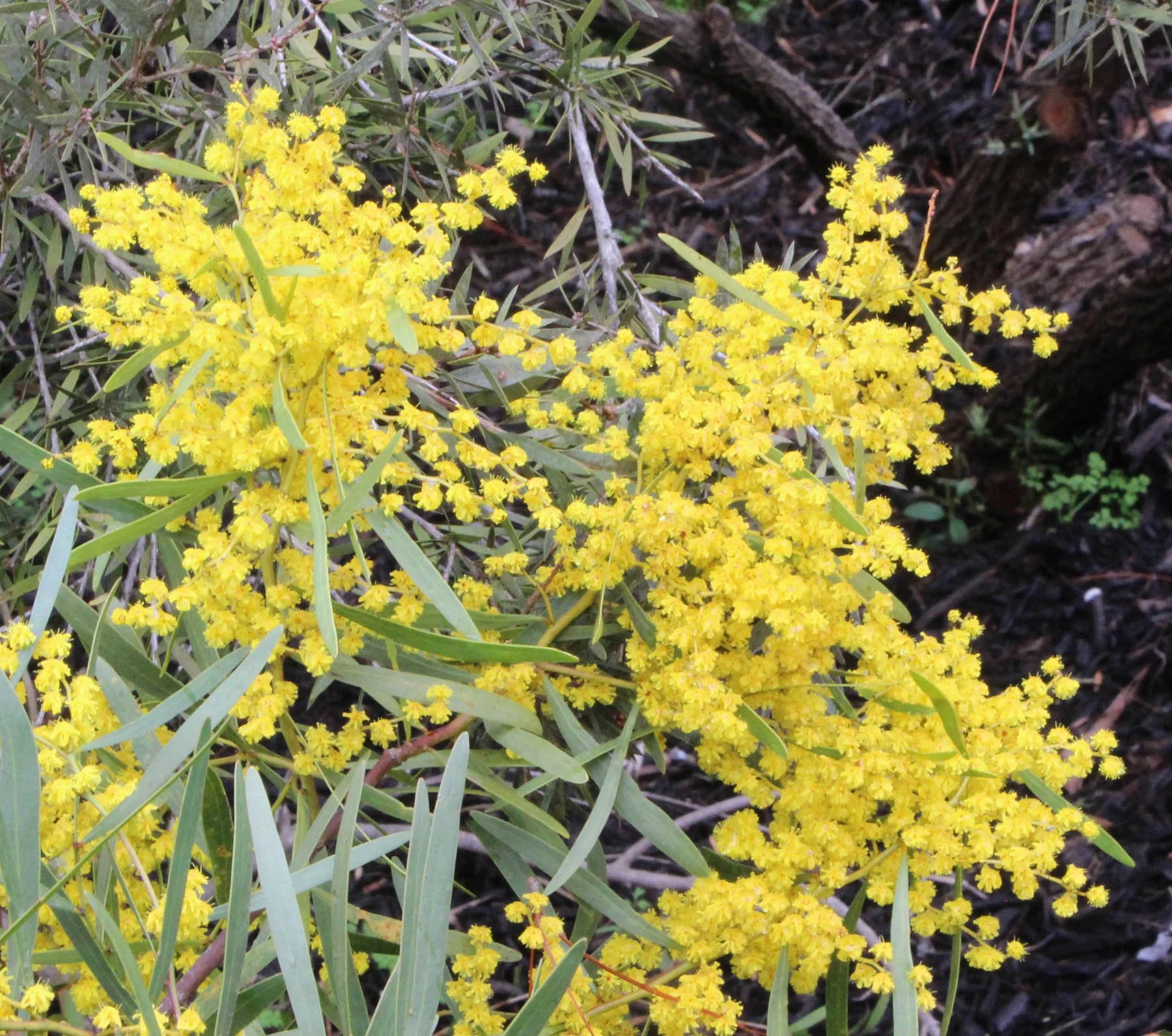 Acacia hakeoides 2.jpg