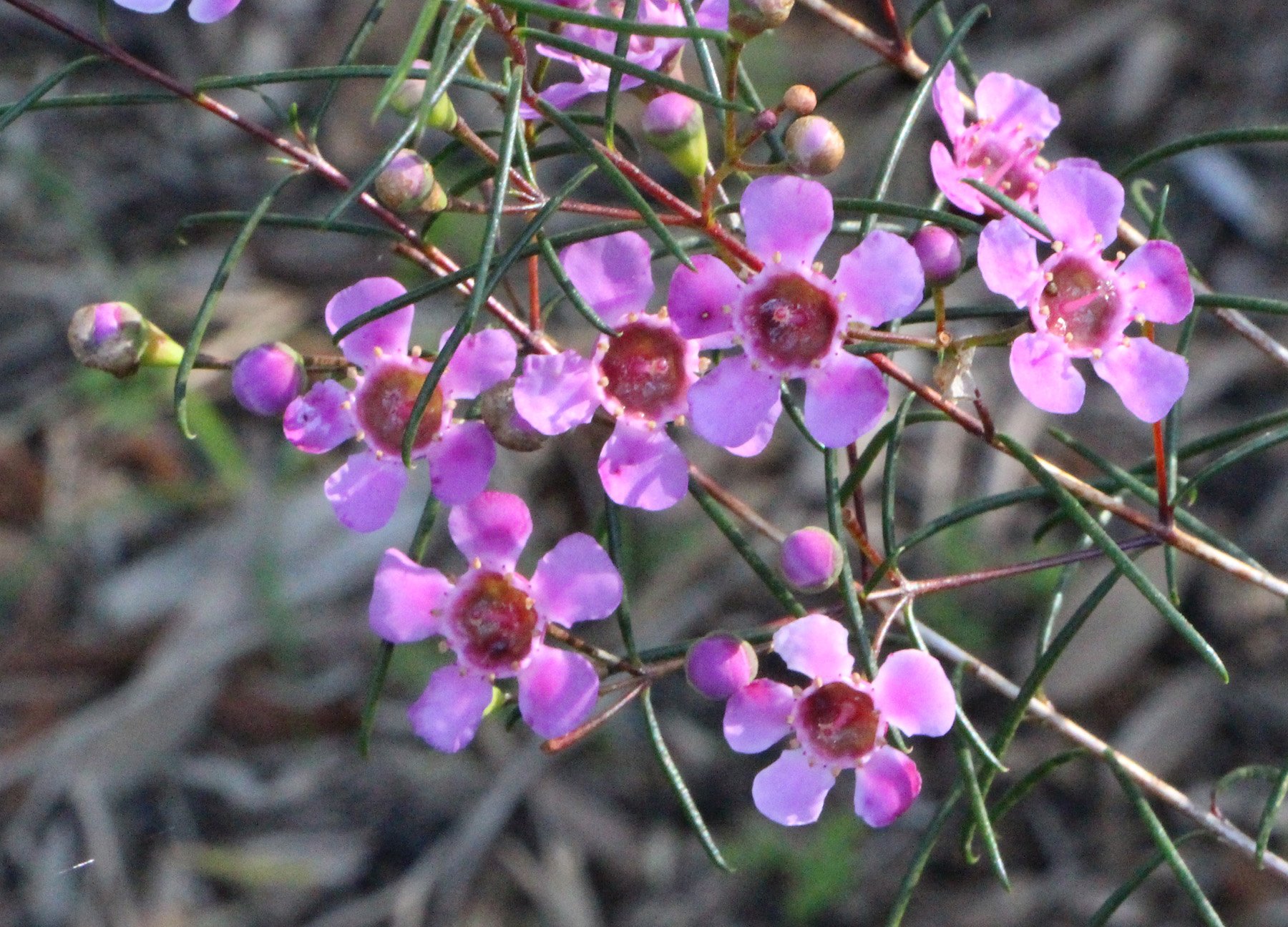 Chamelaucium uncinatum ‘Pink Petticoat’ 1.jpg
