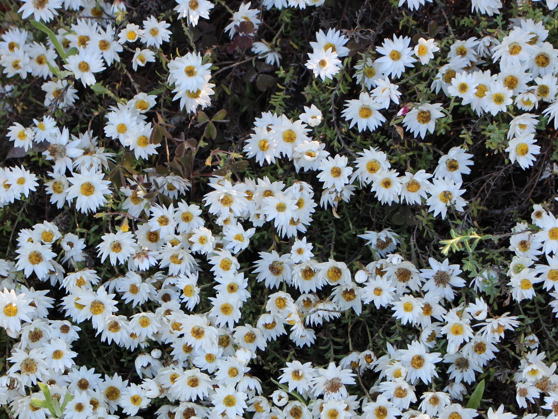 Rhodanthe anthemoides 3.jpg