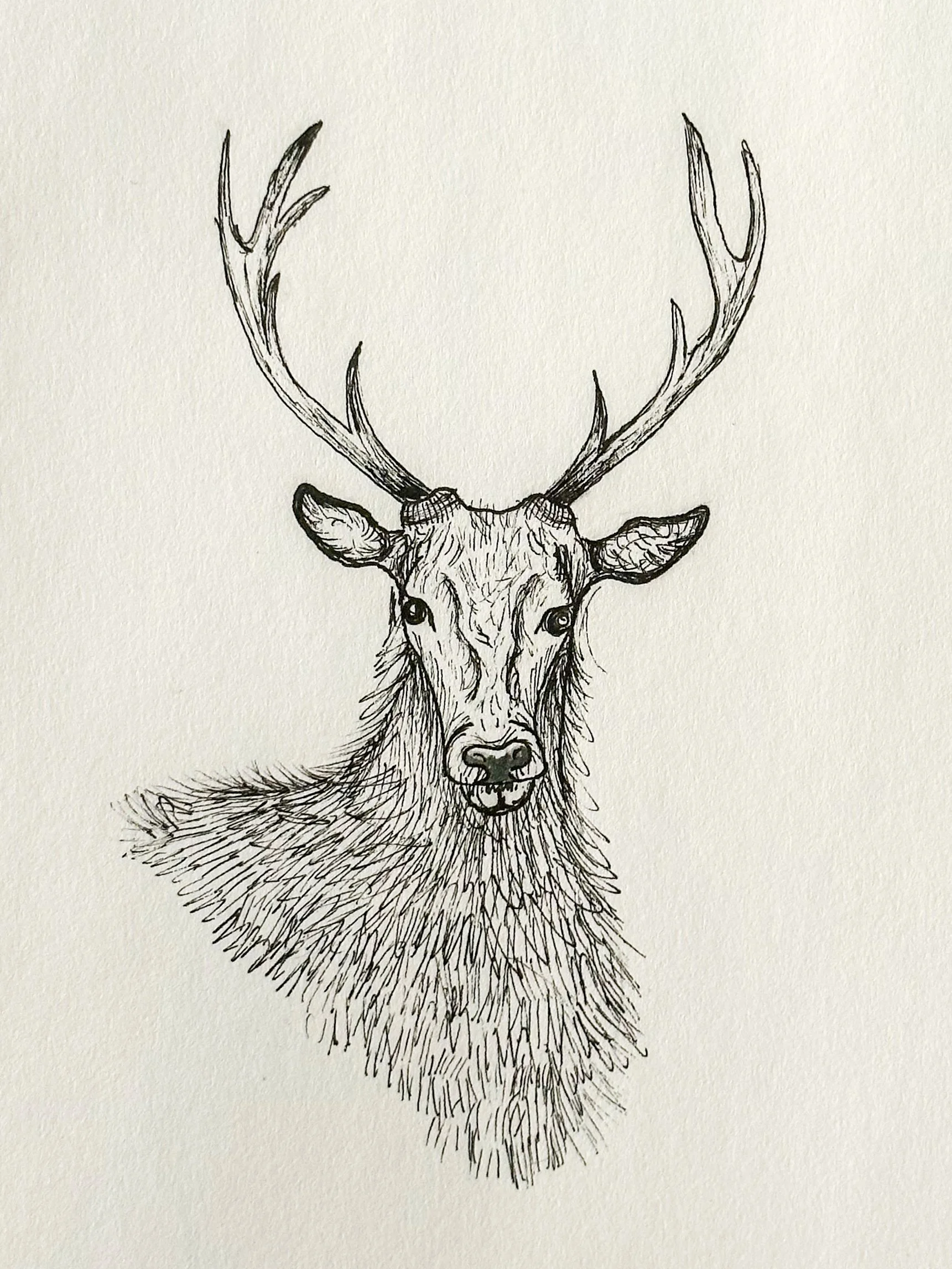 Day 5 - Deer