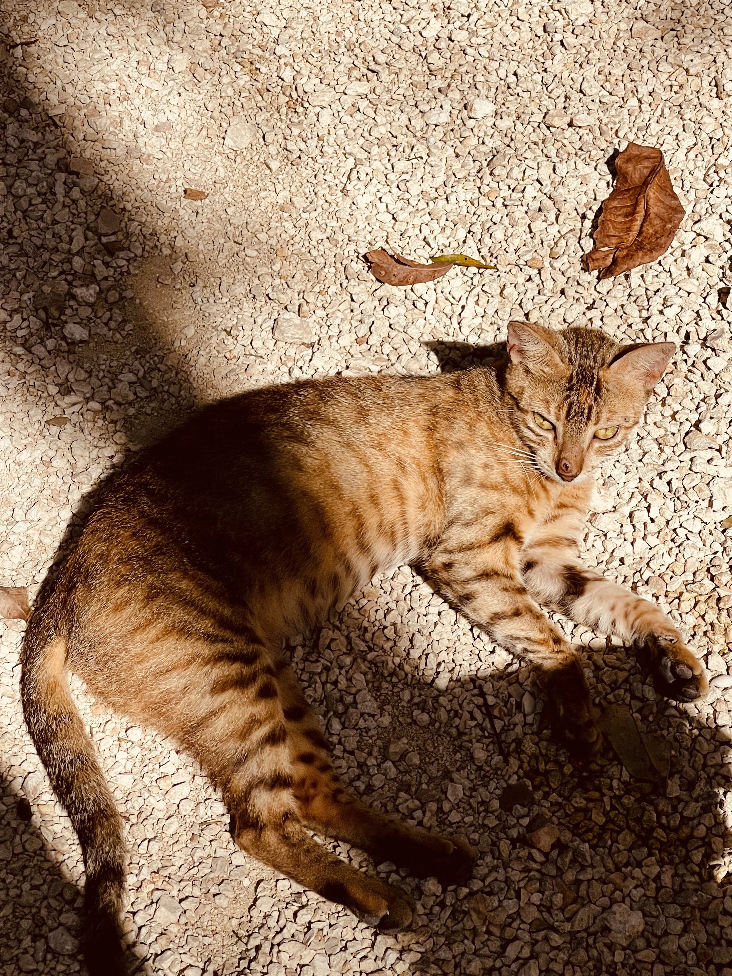 Tulum Cat.jpg