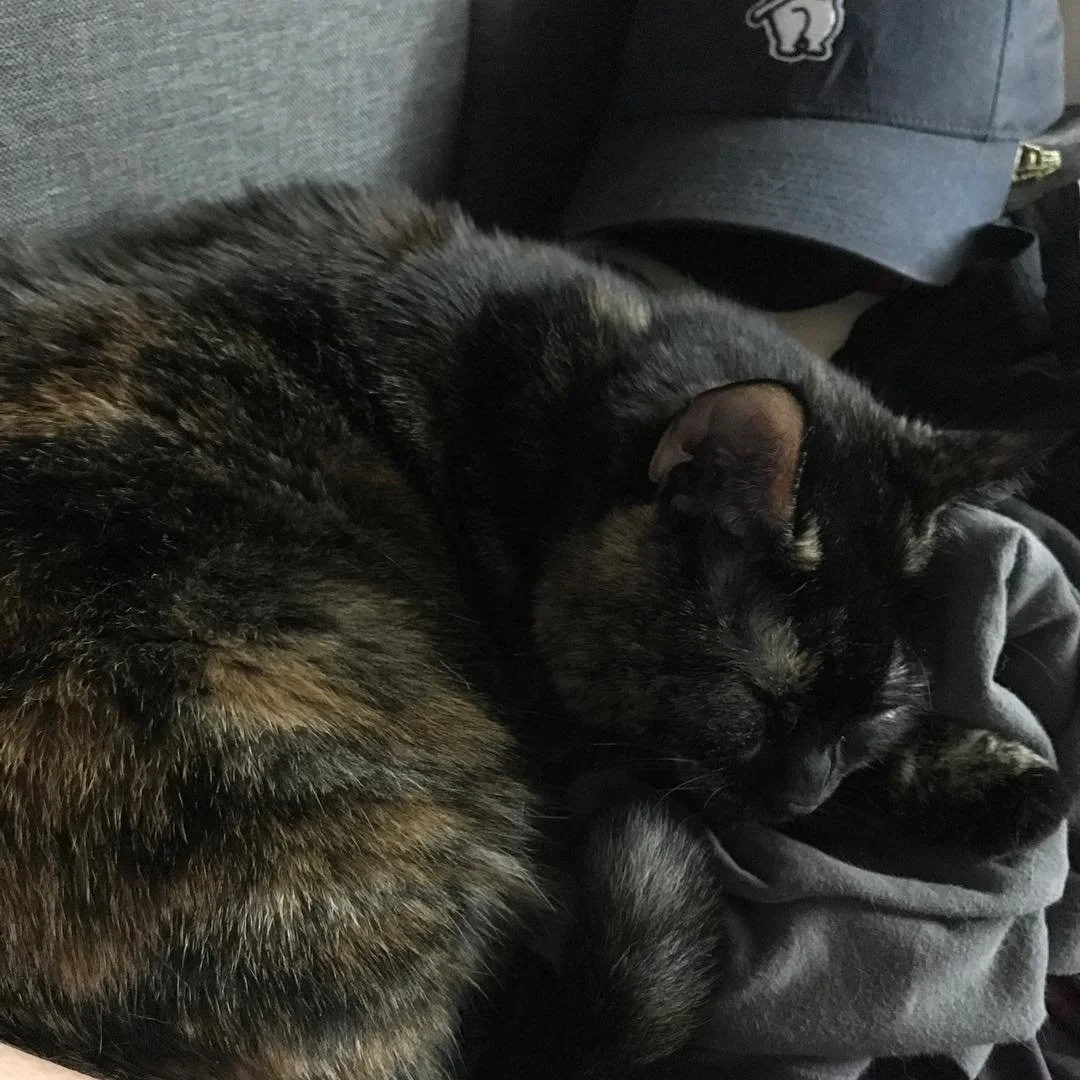 Just taking a nap next to my mom cause it&rsquo;s safe and comfy here. #catsofinstagram #catsofsquarespace #petsofinstagram #petsofsquarespace