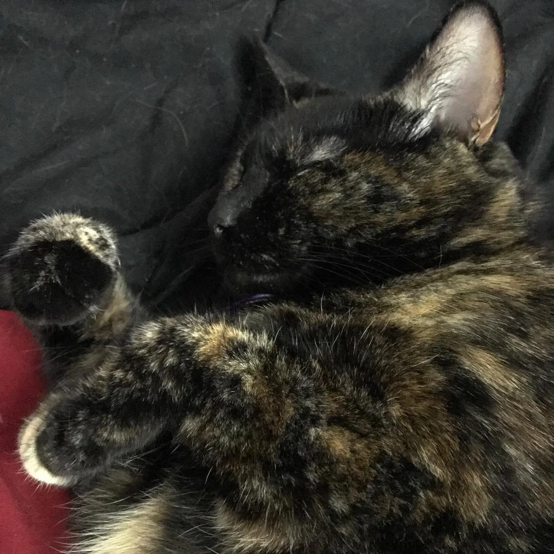Nap time! #catsofinstagram #catsofsquarespace