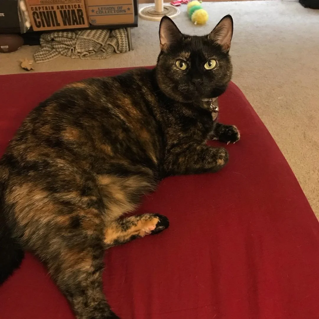 Damn I&rsquo;m gorgeous. #catsofinstagram #catsofsquarespace #roguethekitty
