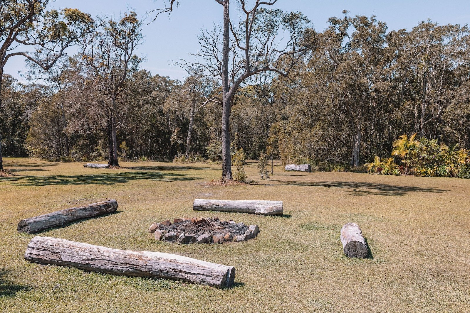 Open grassy area with several fallen logs around a small campfire ring, surrounded by trees with mostly bare branches and some green shrubbery on the right side.