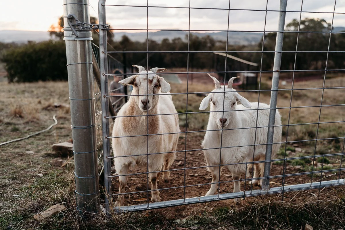 The pet goats at Bathurst farmstay at Winburndale Winery