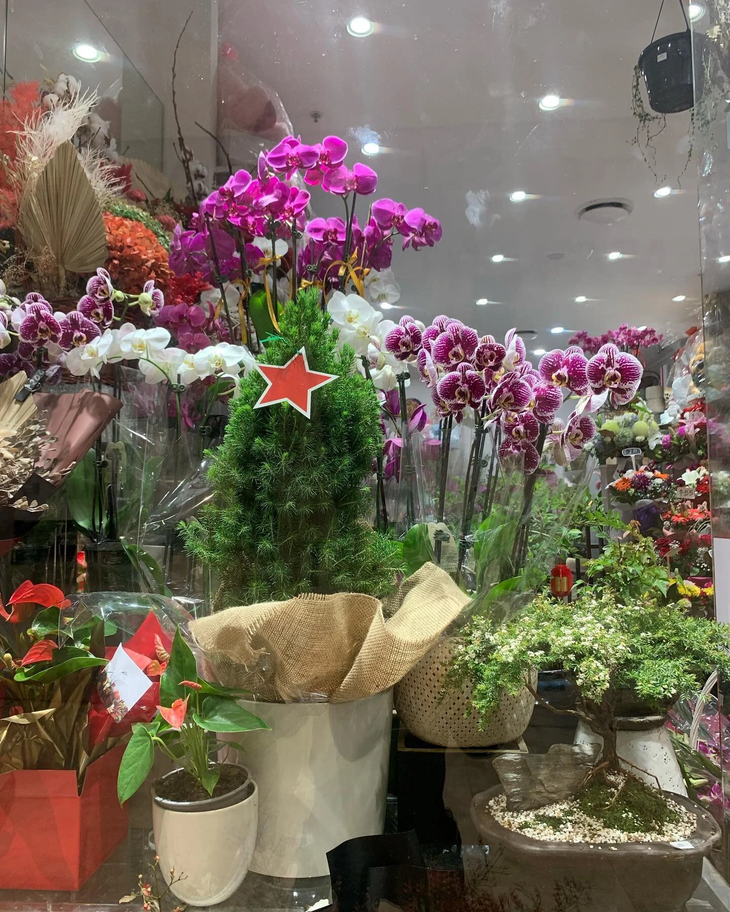 Hurstville and Newtown flowers
