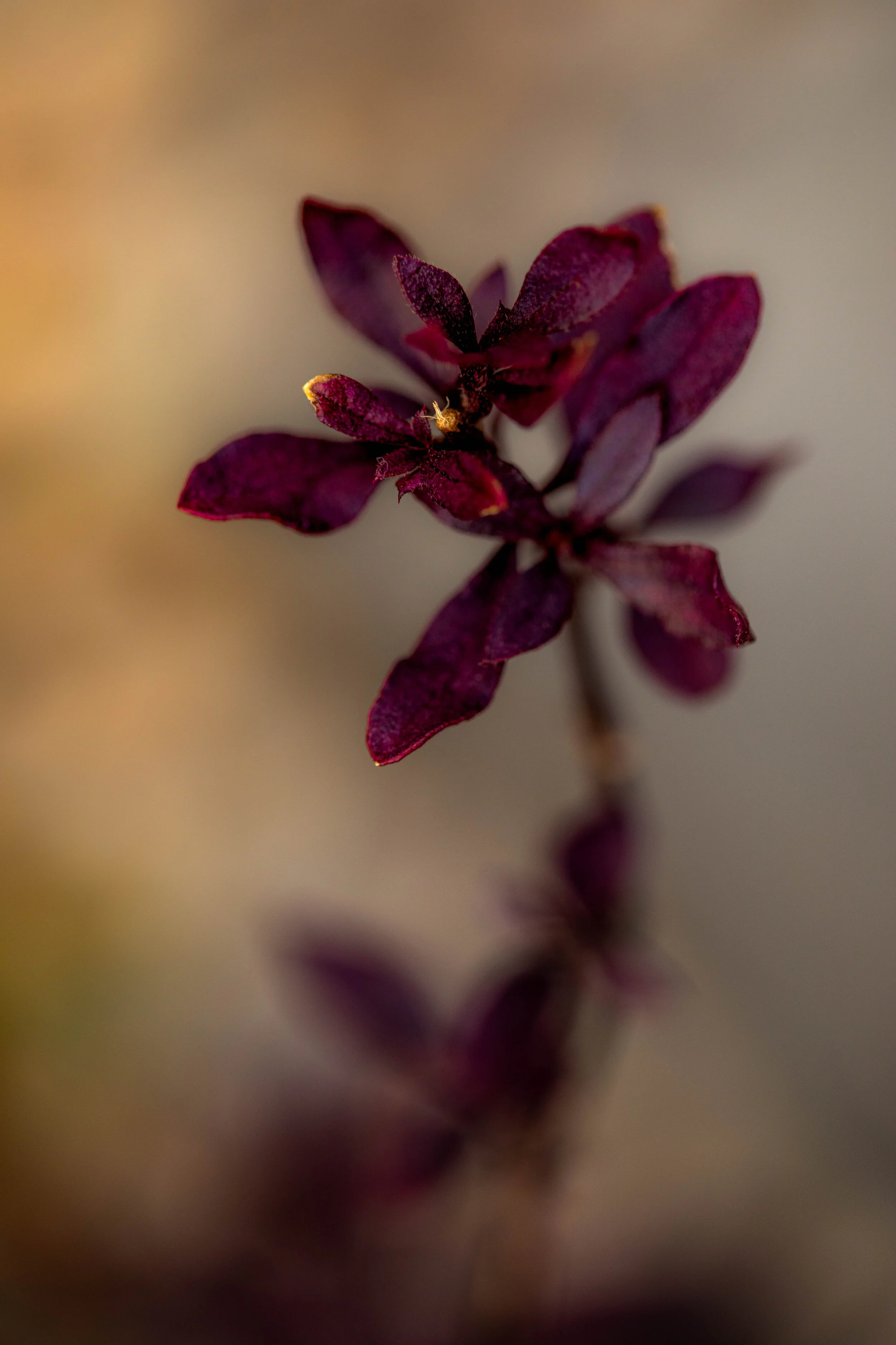 Flower wall prints by Prints by Aliah