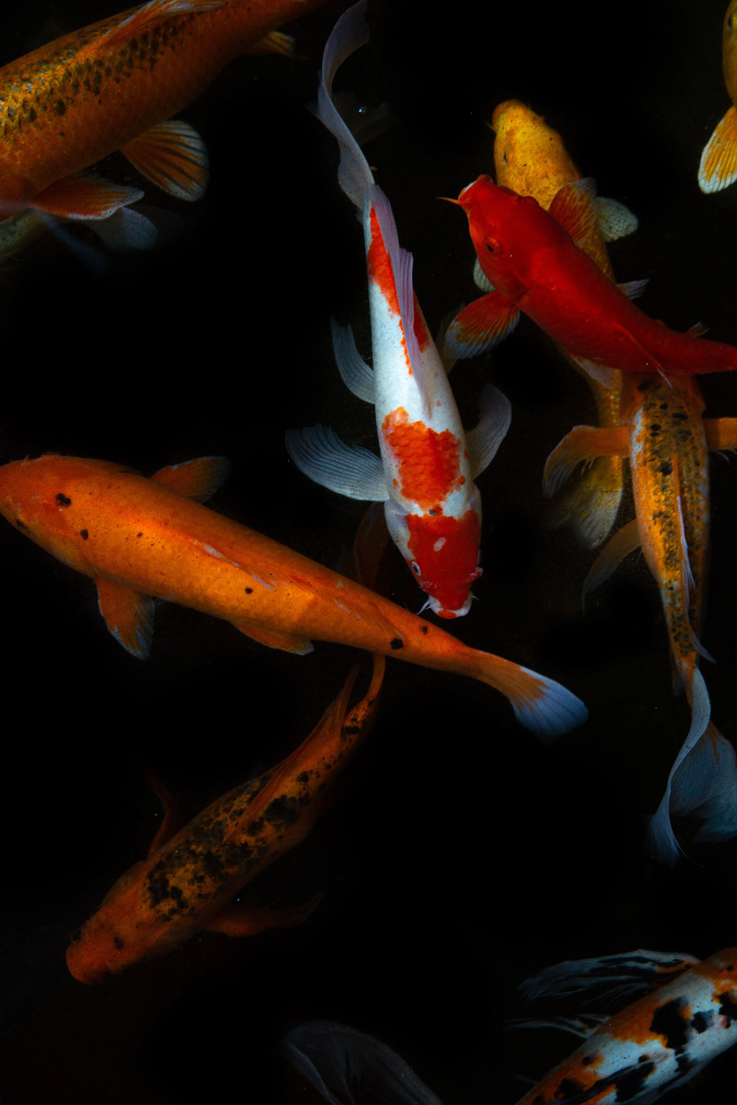 Fish art prints by Prints by Aliah