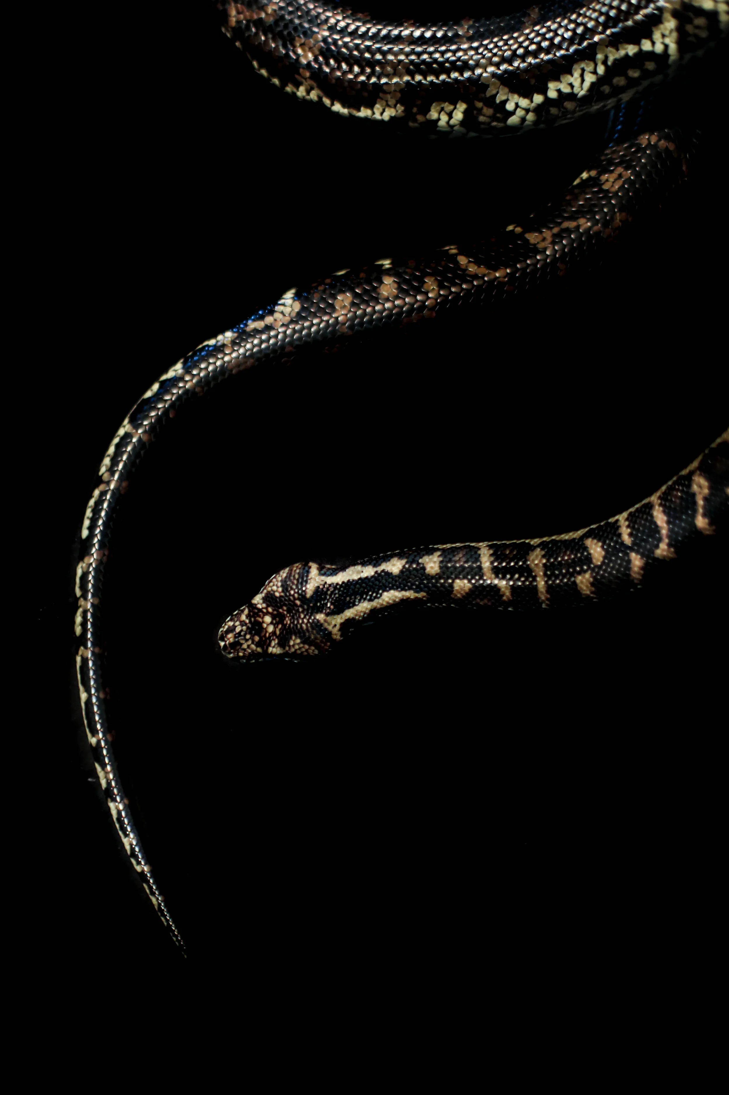 Snake wall art by Prints by Aliah