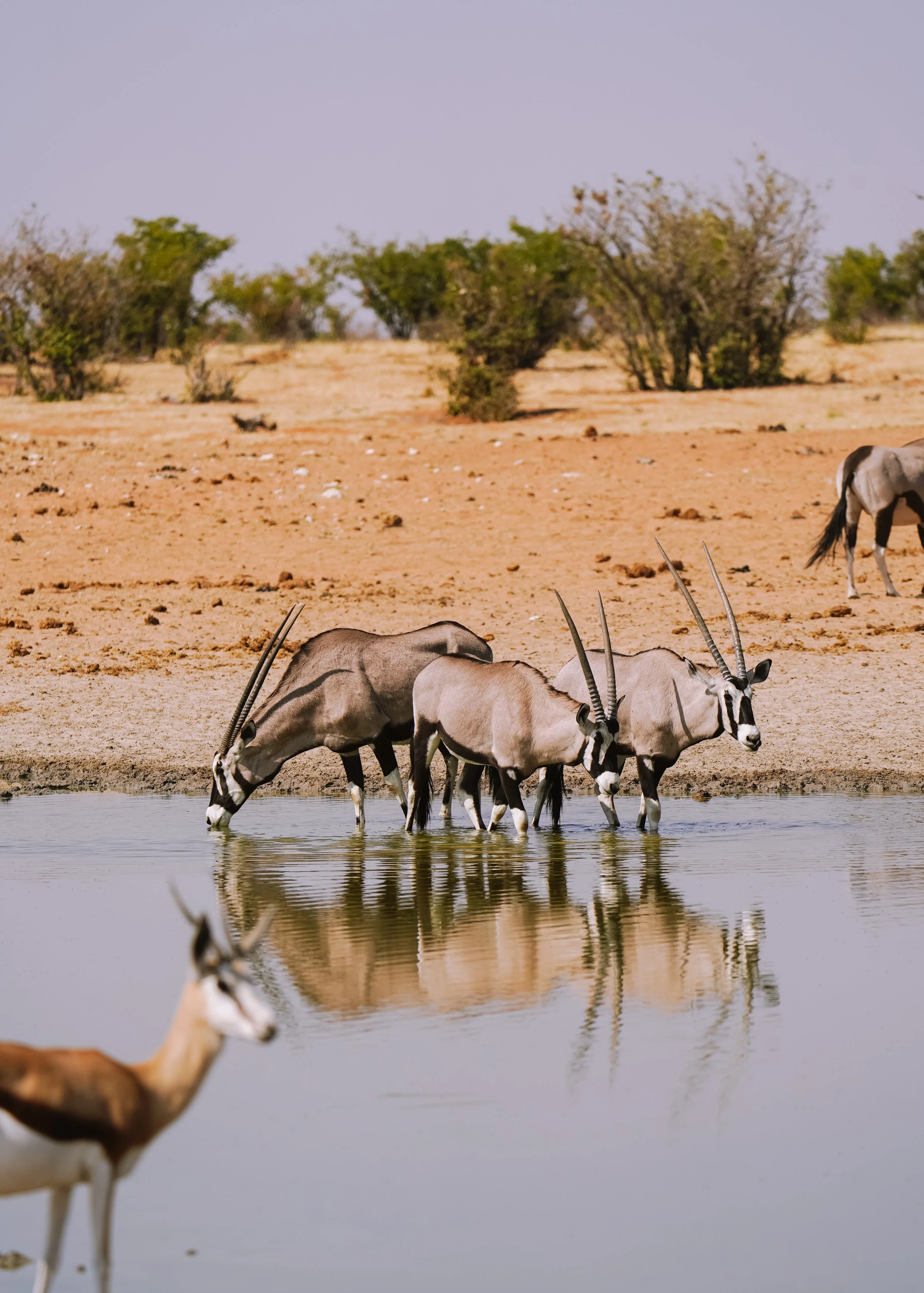 Expediiton Rove_Namibia_Etosha-22.jpg