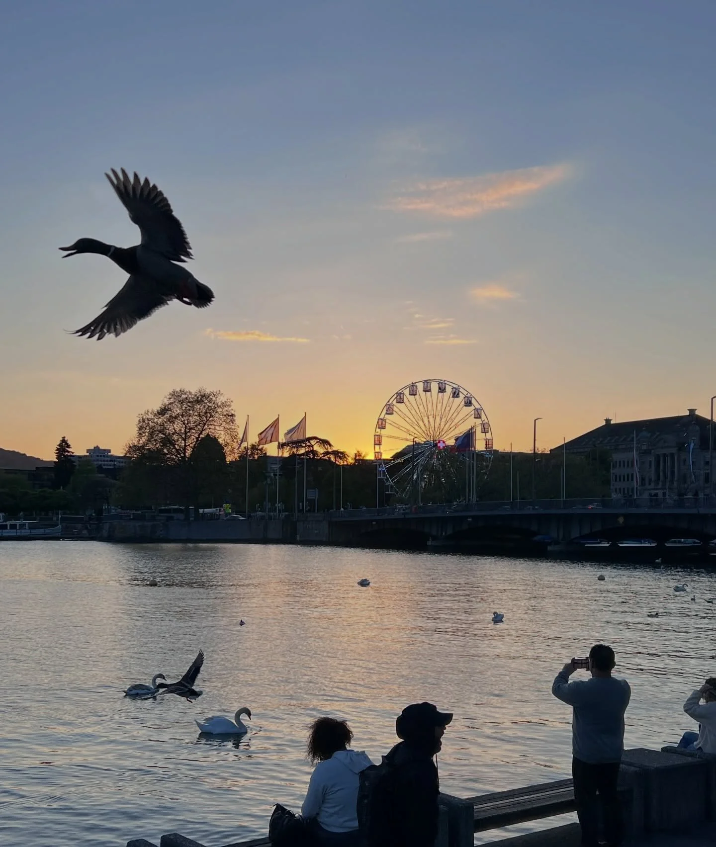 #zurich #sunset #capturingmoments #bestpics 

If I&rsquo;d wanted to capture a flying duck 🦆 I wouldn&rsquo;t have succeeded. Sometimes you get a lucky shot.